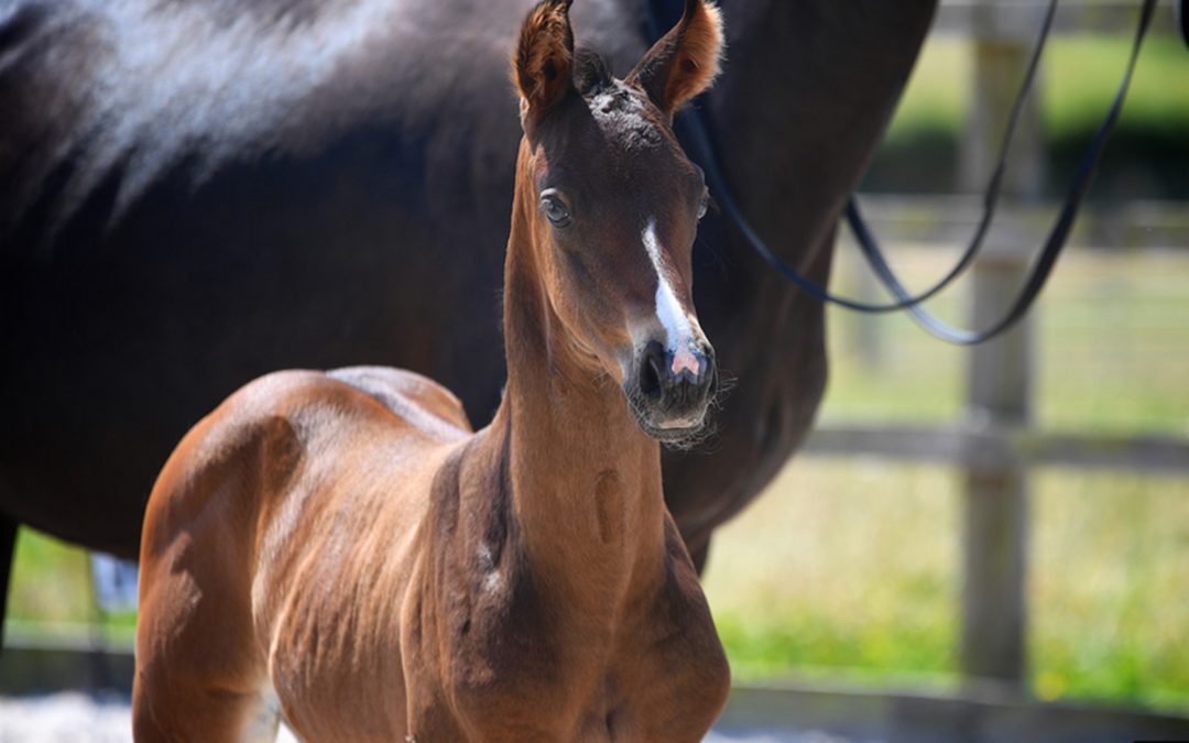 NI Horse Board – Young Stock Show 2025 – Judges Marks per Class